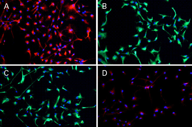 RHB-A® Y40001 - Stem cell research - Takara Bio