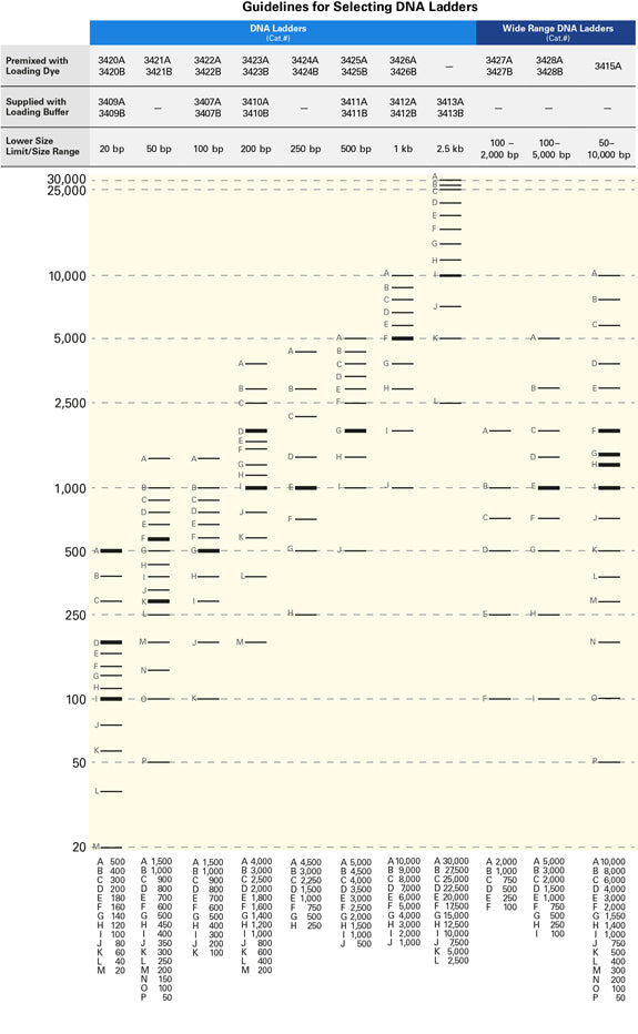 Wide-Range DNA Ladder (100-5,000 bp) 3428A - Cloning - Takara Bio