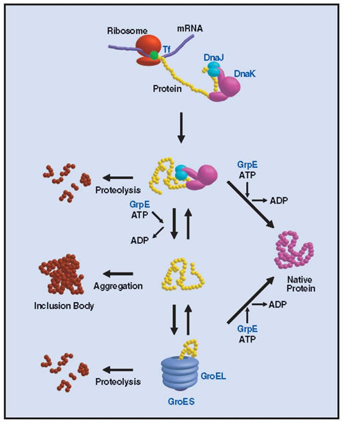 Chaperone Plasmid Set 3340 - Protein research - Takara Bio