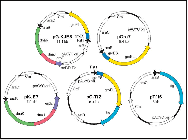 Chaperone Plasmid Set 3340 - Protein research - Takara Bio