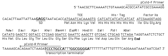 pCold™ Vector Set 3360 - Protein Research - Takara Bio