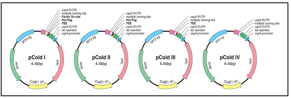pCold™ GST DNA 3372 - Protein research - Takara Bio