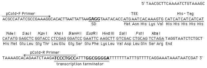pCold™ GST DNA 3372 - Protein research - Takara Bio