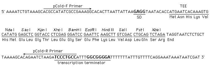 pCold™ Vector Set 3360 - Protein Research - Takara Bio