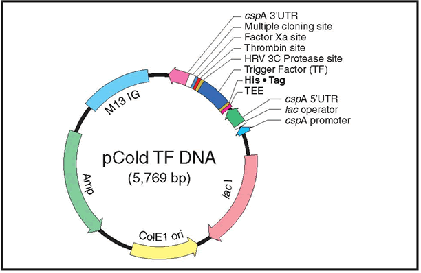 pCold™ TF DNA 3365 - Protein research - Takara Bio