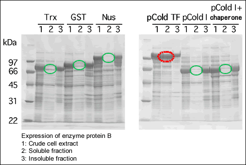 pCold™ TF DNA 3365 - Protein research - Takara Bio