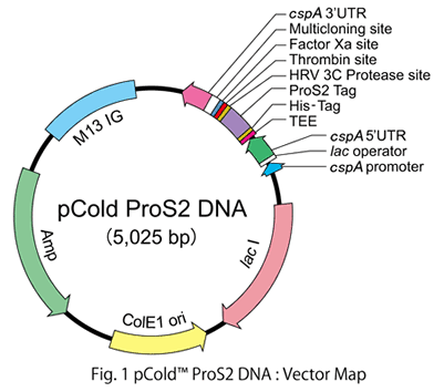pCold™ ProS2 DNA 3371 - Protein research - Takara Bio
