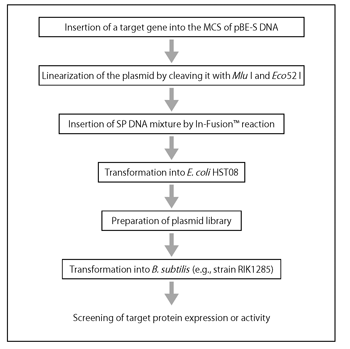 B. Subtilis Secretory Protein Expression System 3380 - Protein research - Takara Bio