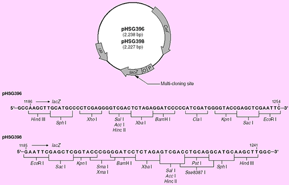 pHSG 398 DNA 3398 - Cloning - Takara Bio