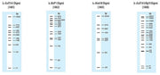 Wide-Range DNA Ladder (100-5,000 bp) 3428A - Cloning - Takara Bio