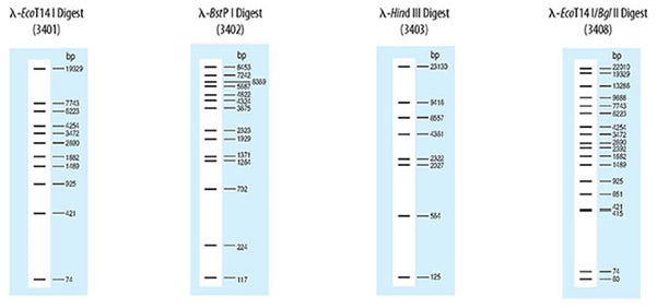 Wide-Range DNA Ladder (100-5,000 bp) 3428A - Cloning - Takara Bio