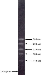 0.5-10 kb ssRNA Ladder Marker 3417A - Cloning - Takara Bio