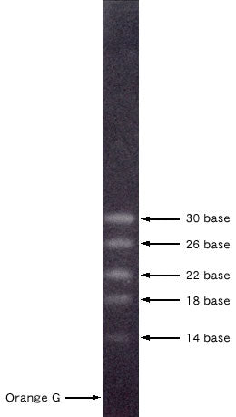 0.5-10 kb ssRNA Ladder Marker 3417A - Cloning - Takara Bio