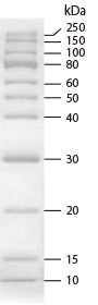 CLEARLY Stained Protein Ladder 3454A - Protein research - Takara Bio