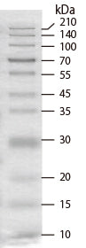 CLEARLY Stained Protein Ladder 3454A - Protein research - Takara Bio