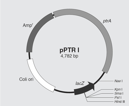 pPTR II DNA 3622 - Cloning - Takara Bio