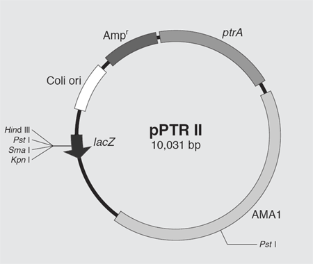 pPTR II DNA 3622 - Cloning - Takara Bio