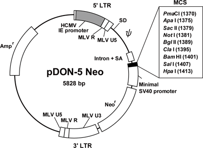 pDON-AI-2 DNA 3654 - Gene function - Takara Bio
