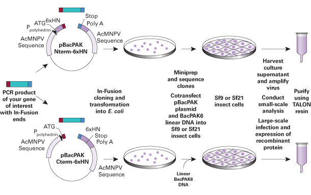 BacPAK™ Baculovirus GoStix™ Plus 631479 - Protein research - Takara Bio