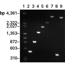 Advantage® HD Polymerase Mix 639241 - PCR - Takara Bio