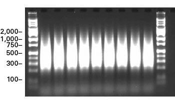 Titanium® DNA Amplification Kit 639243 - PCR - Takara Bio