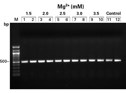 Mouse Lung Marathon®-Ready cDNA 639411 - mRNA and cDNA synthesis - Takara Bio