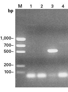 Advantage® GC 2 PCR Kit 639119 - PCR - Takara Bio