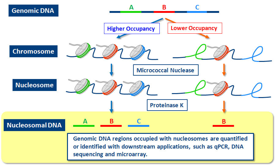 EpiScope® Nucleosome Preparation Kit 5333 - Gene function - Takara Bio