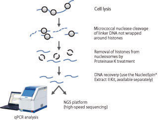 EpiScope® Nucleosome Preparation Kit 5333 - Gene function - Takara Bio