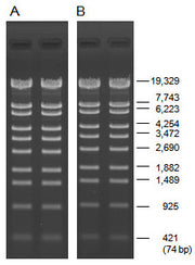 PrimeGel™ Agarose HGT PT 5821A - Cloning - Takara Bio