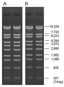 PrimeGel™ Agarose HGT PT 5821A - Cloning - Takara Bio
