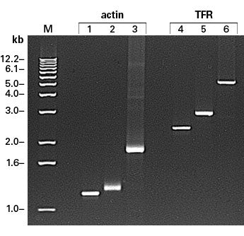PrimeScript™ One Step RT-PCR Kit, Ver.2 (Dye Plus) RR057B - mRNA and cDNA synthesis - Takara Bio