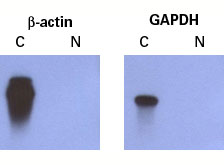 Mate & Plate™ Library - Universal Arabidopsis (Normalized) 630487 - Protein research - Takara Bio