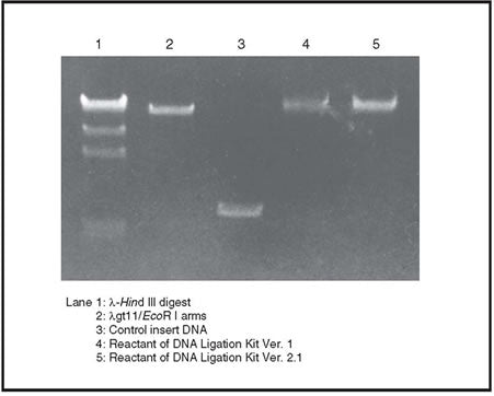DNA Ligation Kit, Version 2.1 6022 - Cloning - Takara Bio