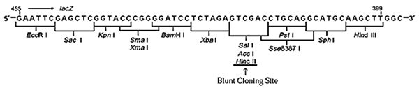 Mighty Cloning Reagent Set (Blunt End) 6027 - Cloning - Takara Bio