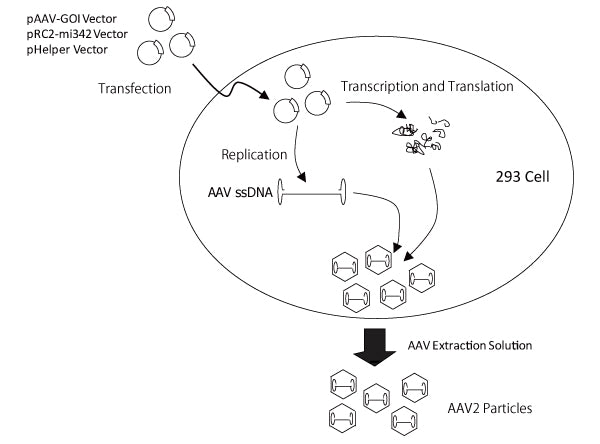 AAVpro® Helper Free System (AAV1) 6673 - Gene function - Takara Bio