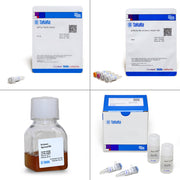 Tet-On® 3G Bidirectional Inducible Expression System (EF1alpha, mCherry) 631341 - Gene function - Takara Bio