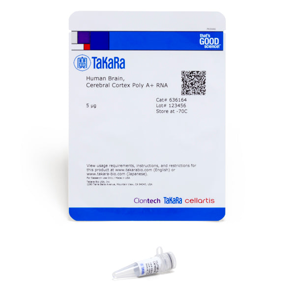 Human Brain, Cerebral Cortex Poly A+ RNA 636164 - mRNA and cDNA synthesis - Takara Bio