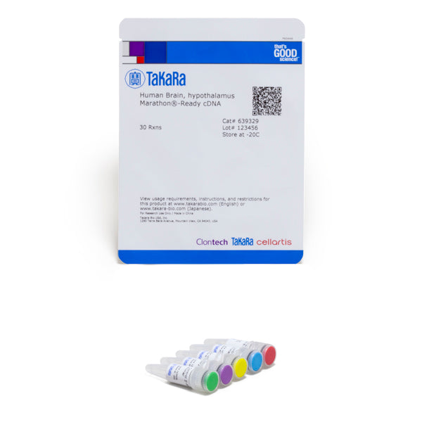 Human Brain, Hypothalamus Marathon®-Ready cDNA 639329 - mRNA and cDNA synthesis - Takara Bio