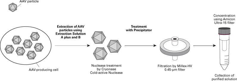 AAVpro® Cell & Sup. Purification Kit Maxi (All Serotypes) 6676 - Gene function - Takara Bio