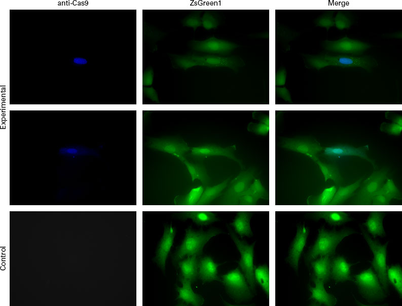 Guide-it™ Cas9 Monoclonal Antibody (Clone TG8C1) 632628 - Gene function - Takara Bio