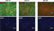 Cellartis® iPS Cell to Hepatocyte Differentiation System Y30055 - Stem cell research - Takara Bio