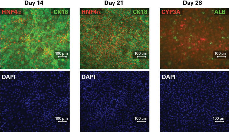 Cellartis® iPS Cell to Hepatocyte Differentiation System Y30055 - Stem cell research - Takara Bio