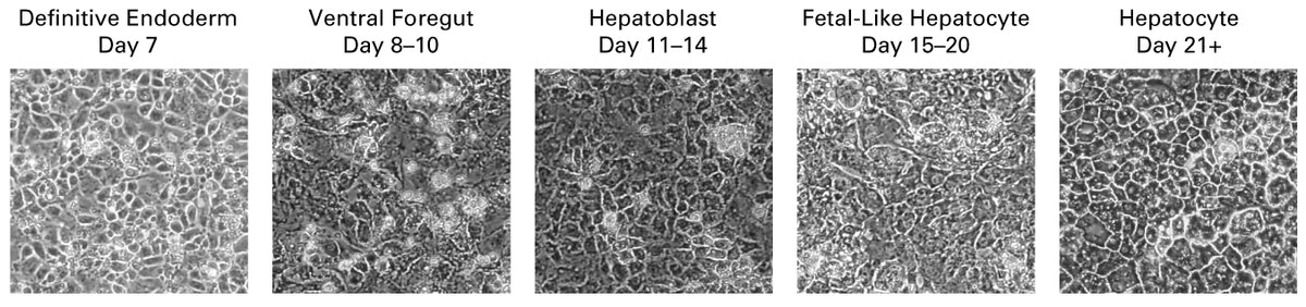 Cellartis® Hepatocyte Differentiation Kit Y30050 - Stem cell research - Takara Bio