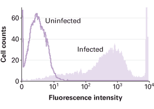 IPLB-Sf21 Insect Cells 631411 - Protein research - Takara Bio