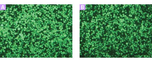 IPLB-Sf21 Insect Cells 631411 - Protein research - Takara Bio