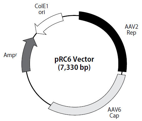 AAVpro® Packaging Plasmid (AAV1) 6672 - Gene function - Takara Bio