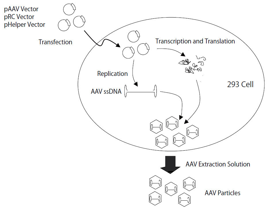 AAVpro® Helper Free System (AAV1-LacZ) 6669 - Gene function - Takara Bio