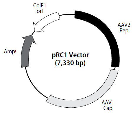 AAVpro® Packaging Plasmid (AAV1) 6672 - Gene function - Takara Bio