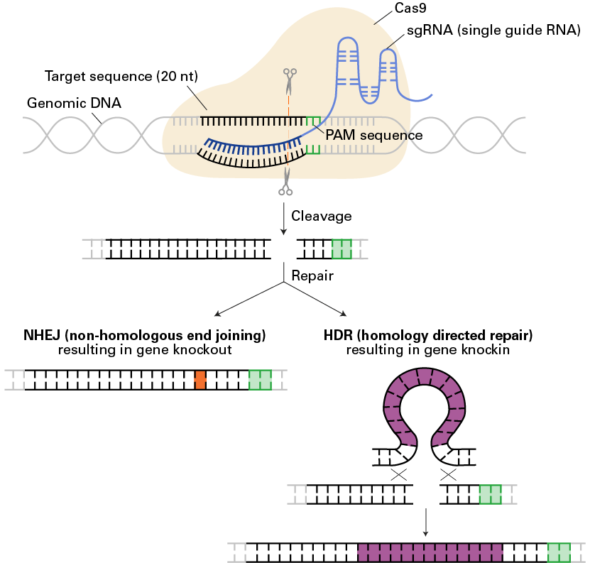 Guide-it™ Cas9 Monoclonal Antibody (Clone TG8C1) 632628 - Gene function - Takara Bio